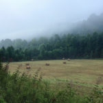 BlueBankFarm_Fog2019