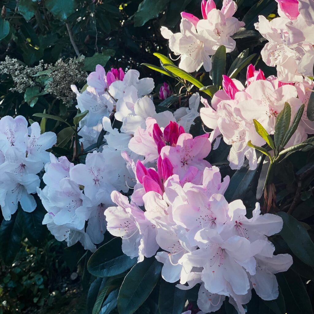 Some lovely flowers, of what variety I do not know.