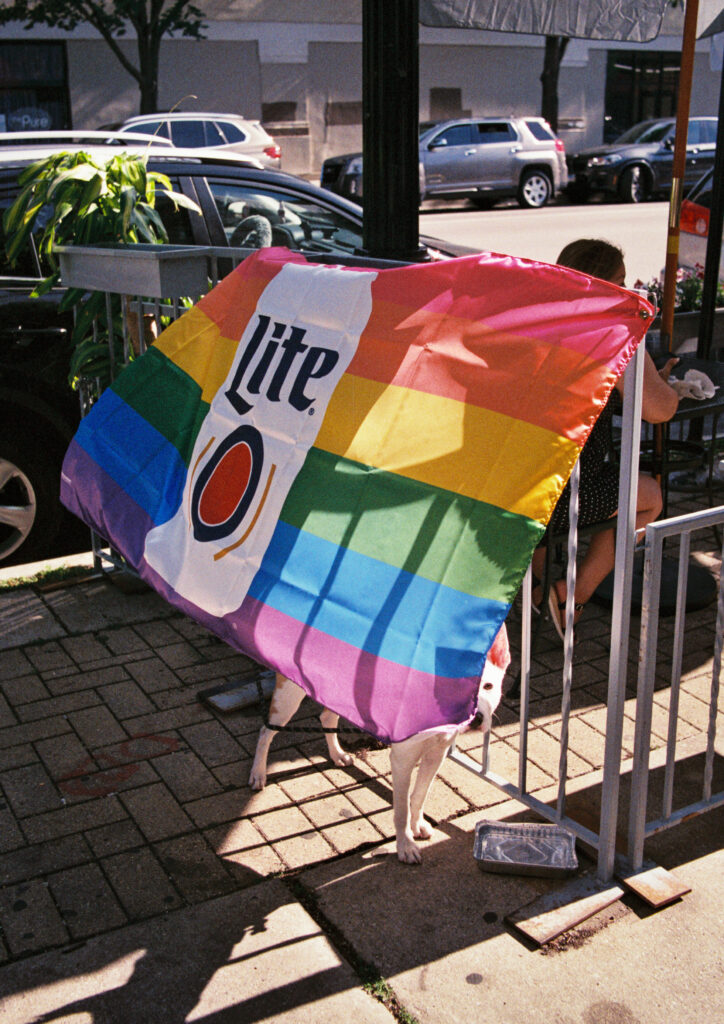 A small dog peeking nervously out from behind a Miller Lite rainbow pride flag.