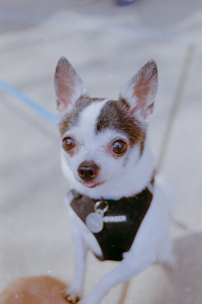 A very small dog named Chauncy blepping with his paw on my knee.