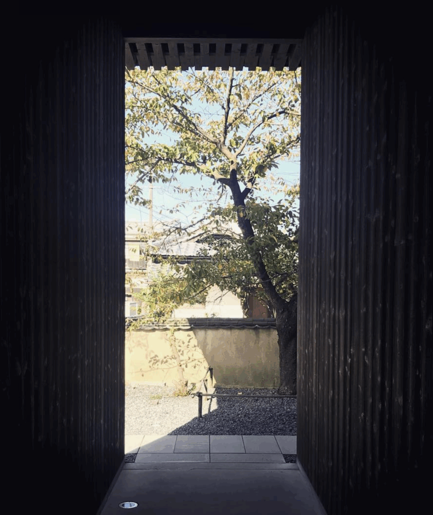 A photo of a bright doorway showing a garden wall, from inside a dark room.