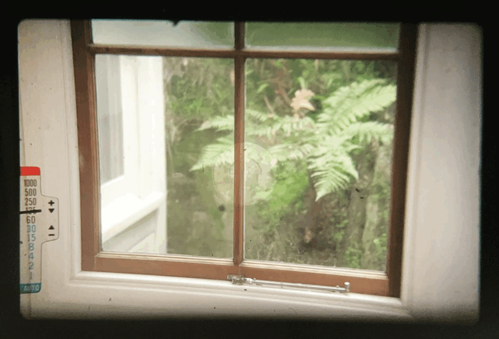A soft-edged film photo of some ferns through a window.