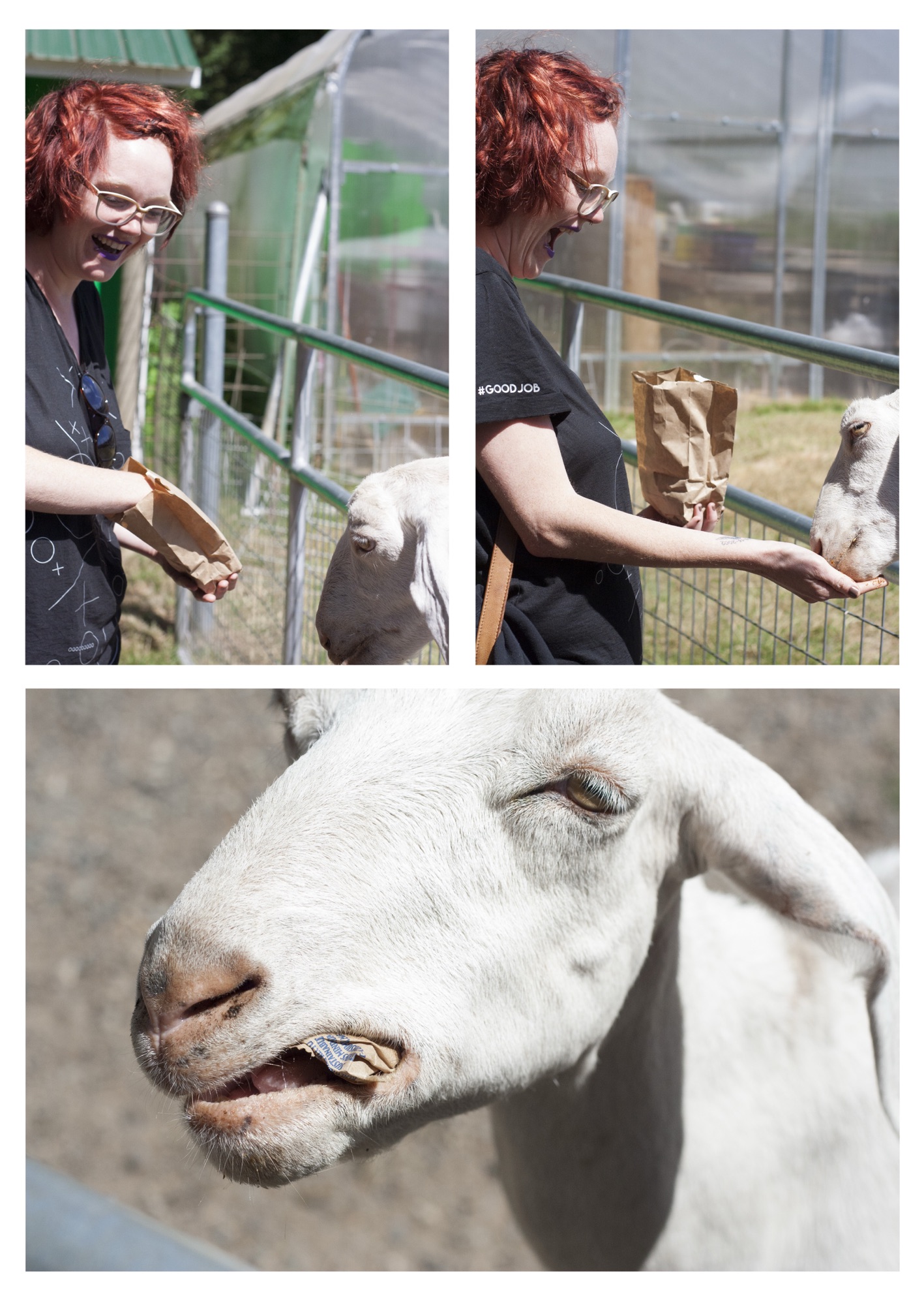 Mads feeding a goat from a bag. The goat ate the bag.