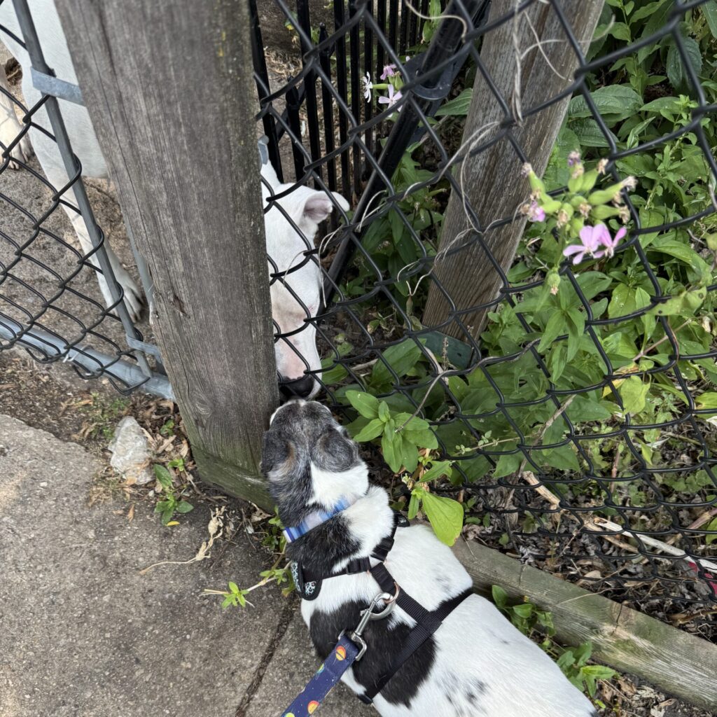 My dog and another dog touching noses through a chain-link fence