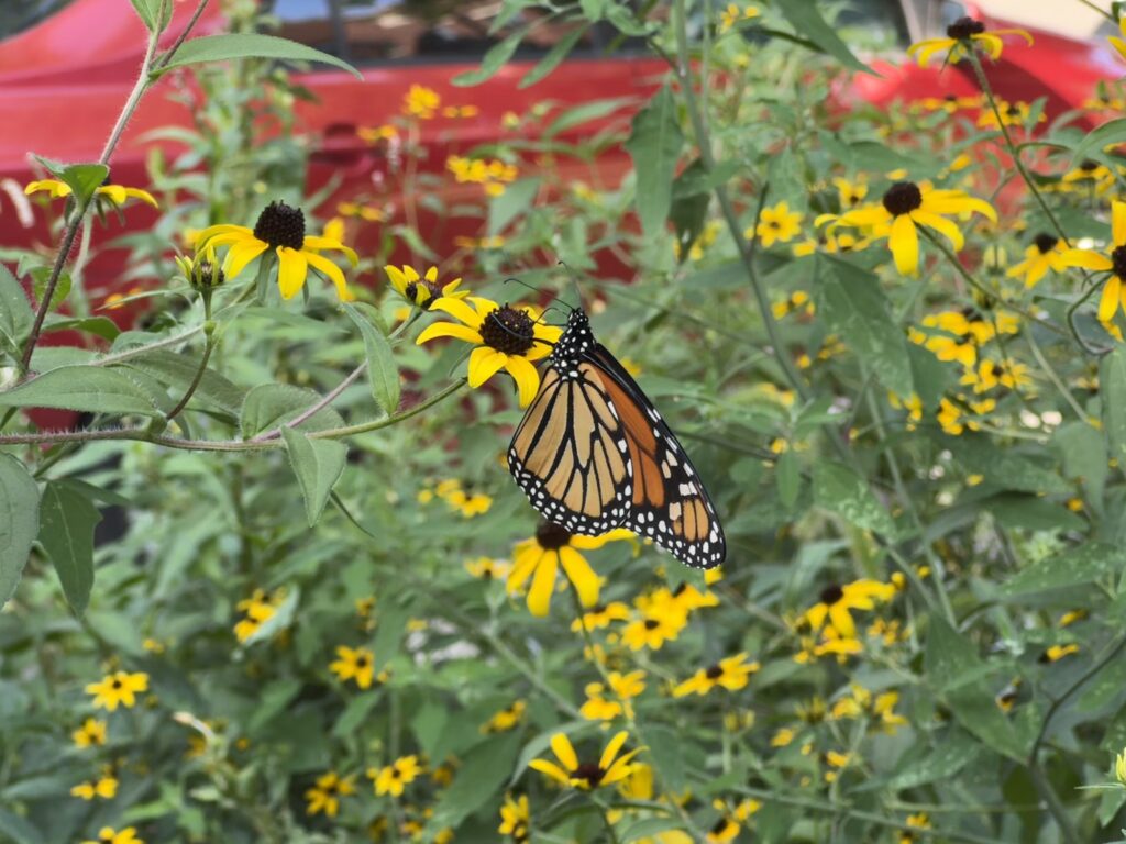 A monarch butterfly perched on a sunflower in our neighborhood