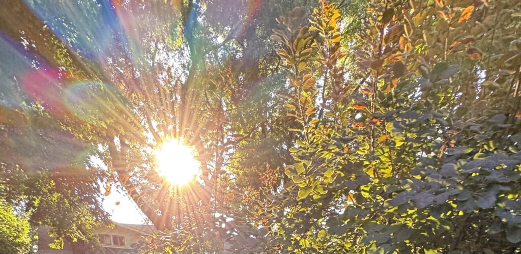 A sundog from my neighborhood, through trees, with identifying information cropped. I hope.